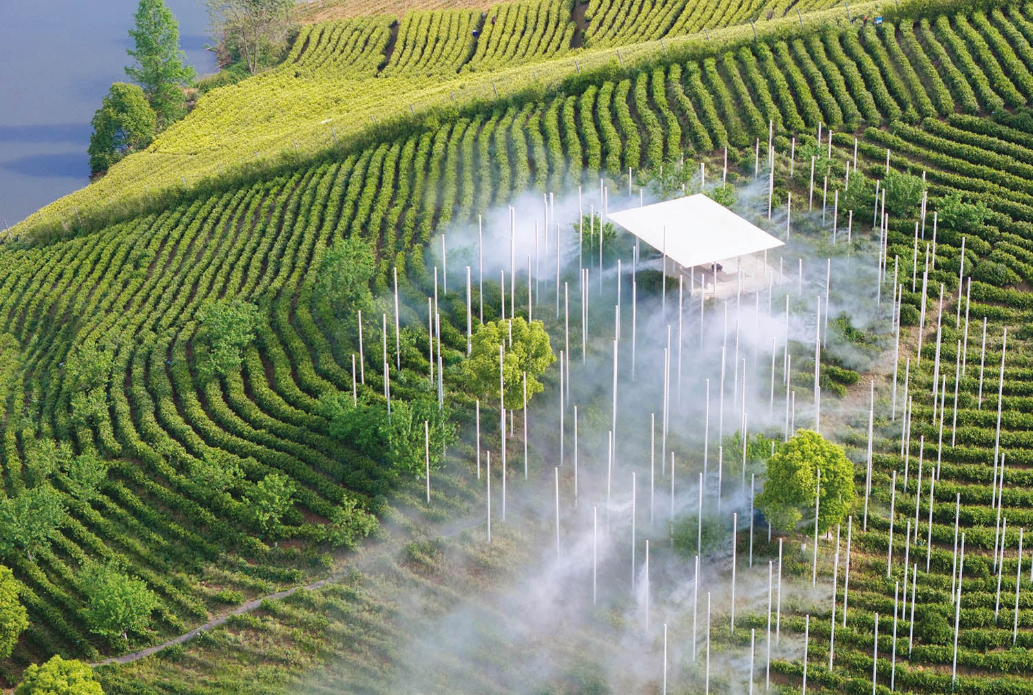 A small house in the middle of a tea plantation.