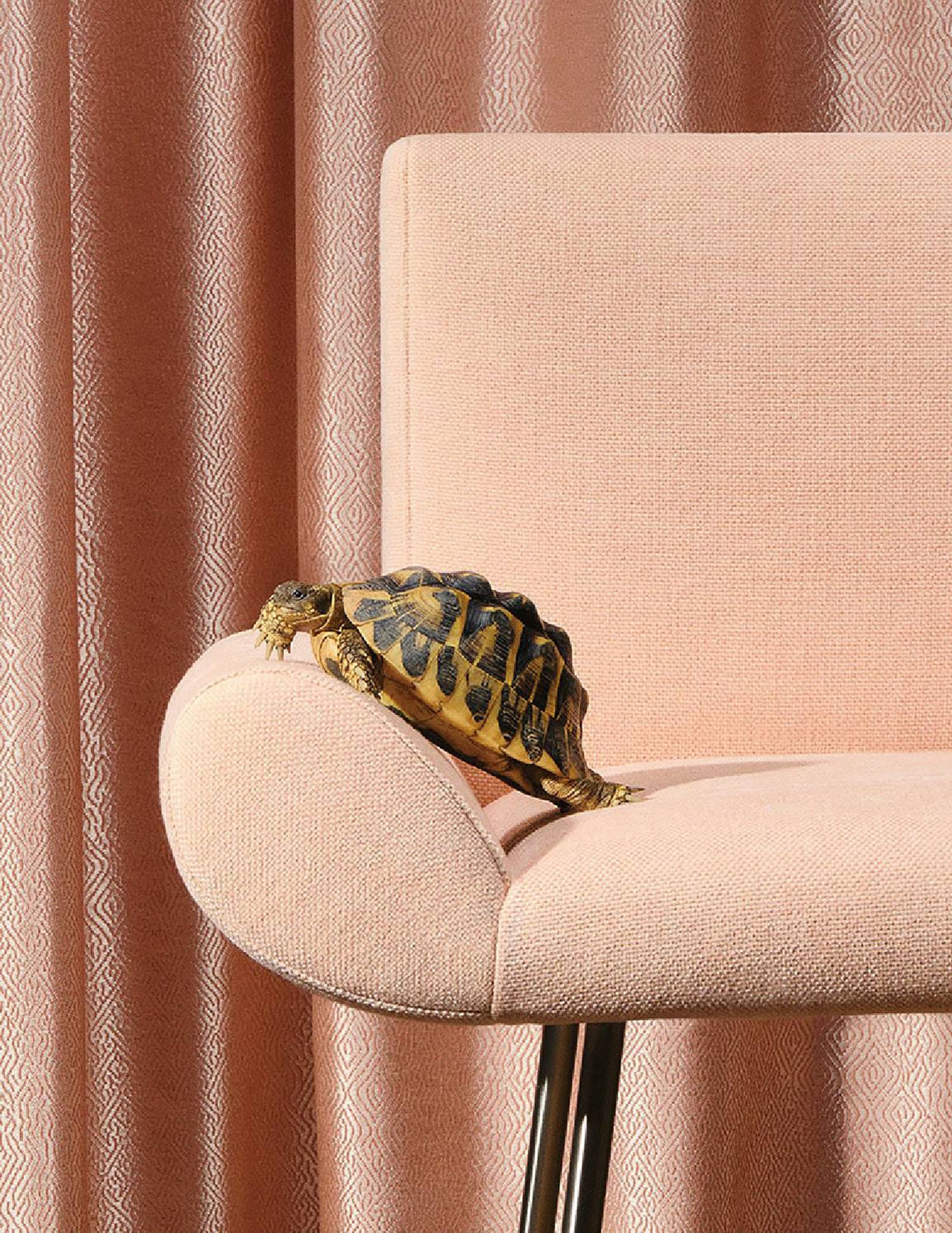 A turtle on a chair with a pink curtain behind it.